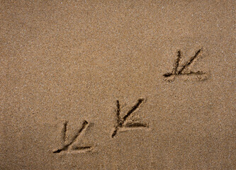 Bird footprints on the sand