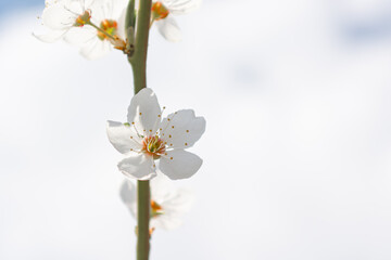 Fototapeta na wymiar White plum blossom