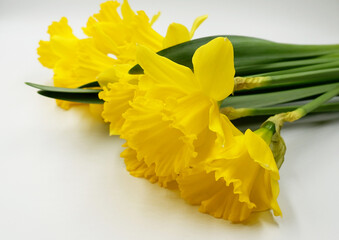 beautiful yellow daffodils on a neutral background