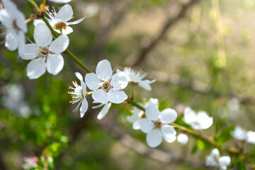 White flowers of plum cherry plum on a branch.