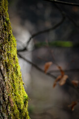&eacute;corse d'arbres et arri&egrave;re plan flou