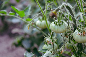 Green tomatoes. Fresh organic tomato in countryside garden. Organic vegetables. Ecologically clean agriculture in the village. Salad ingredients.