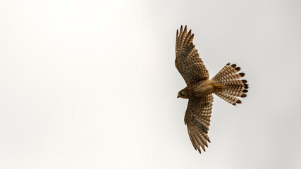 Kestrel in flight against the sky