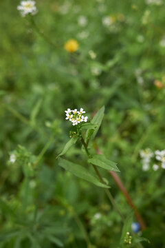 Calepina irregularis
