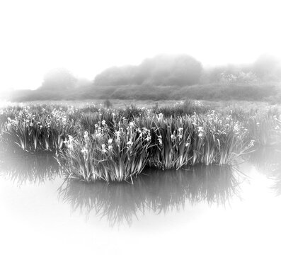 Black and white photograph taken from inside the water in a swamp on a misty morning with the lilies in bloom