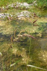 Echinochloa crus-galli plant close up