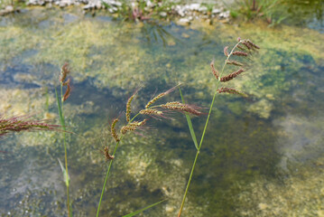 Echinochloa crus-galli plant close up