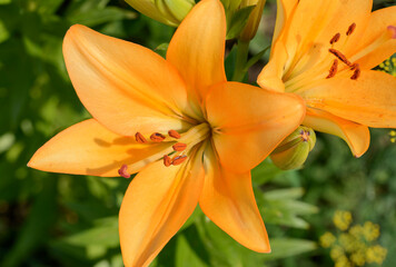  Close-up two bright orange lilies on green background.