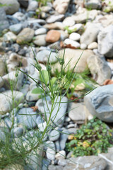 Plantago sempervirens 