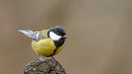 Fototapeta premium Great Tit sitting on a stick