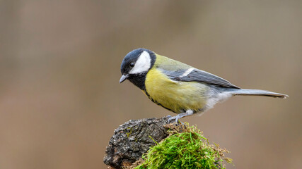 Obraz premium Great Tit sitting on a stick
