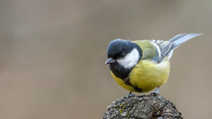 Great Tit sitting on a stick