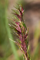 Poa bulbosa
