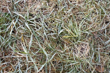 frost on the grass