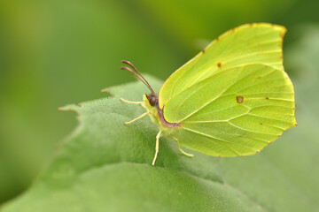 Ein Zitronenfalter auf einem grünen Blatt