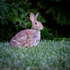 Rabbit at dusk