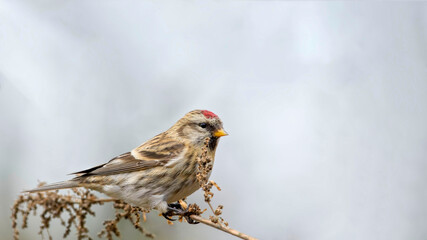 Acanthis flammea cabaret. Male Common Redpoll.