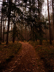 Obraz premium Path in the Czech woods with fallen leaves