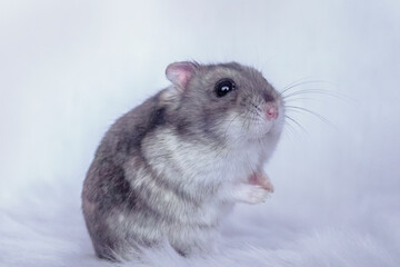Fototapeta na wymiar Sweet little Hamster