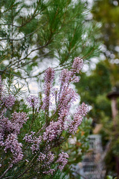 Delicate violet flowers of Heath plant blossoming in green woods at daytime in summer
