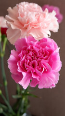 delicate beautiful carnations spring mood