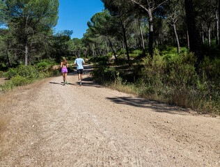Fototapeta premium Pine forest sport 3