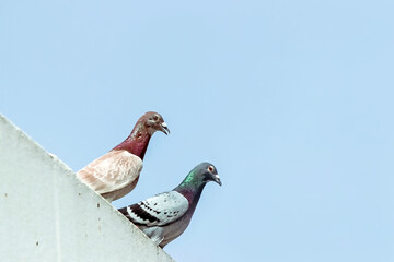 close up of pigeon standing on roof with blue sky 