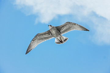 Fototapeta premium close up of seagull flying in blue sky