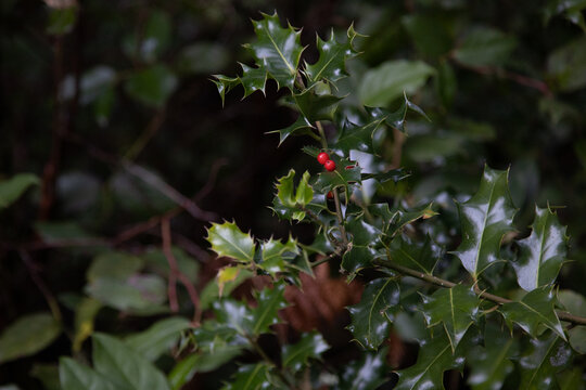 Holly berries in the woods