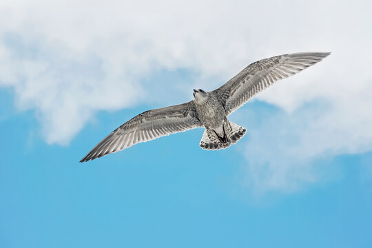 close up of seagull flying in blue sky