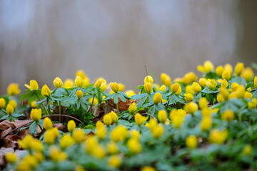 Winter Aconite