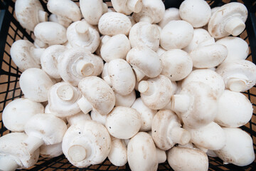 Ripe fresh mushrooms in a box in the warehouse after assembling a close-up.