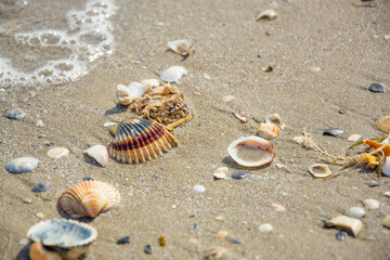 Seashell on the beach