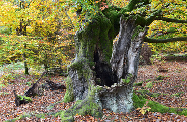 Herbst im Buchenwald