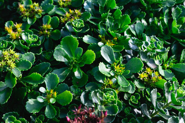Obraz premium nature pattern background with green succulent
