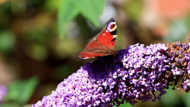 Peacock butterfly on lilac flower
