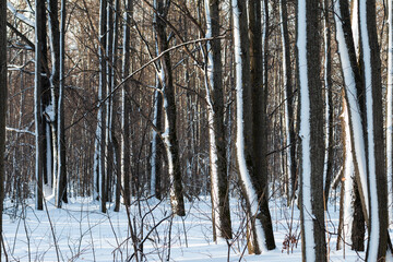 Fototapeta premium light and shadow in the snowy forest with thin trees
