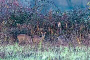 portrait of deer in the grass