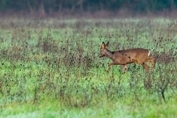 portrait of deer in the grass