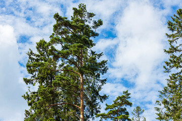 Gorgeous view of cloudy sky over tops of and trees. Gorgeous natural backgrounds. Sweden.