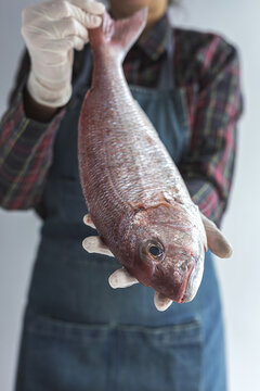Unrecognizable crop chef wearing apron and gloves standing with raw bream fish in studio