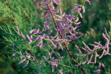 Blooming pink branch on the background of a green field close-up.