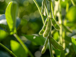 soy plantation with sky on the horizon and macro details