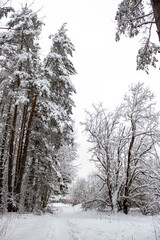 Winter snowy forest. Winter forest landscape
