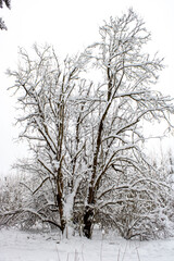 Fototapeta na wymiar Snow-covered tree. Winter forest landscape