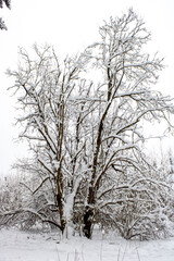 Snow-covered tree. Winter forest landscape