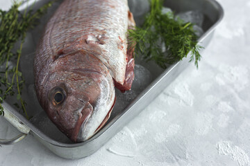 From above of raw bream fish placed in metal dish with ice cubes and green herbs on table