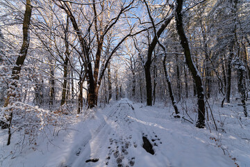 Winterlandschaft, Waldweg