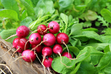 Spring harvest of fresh radishes. Organic, home-grown vegetables. Kitchen garden. Fresh, just harvested radish close up