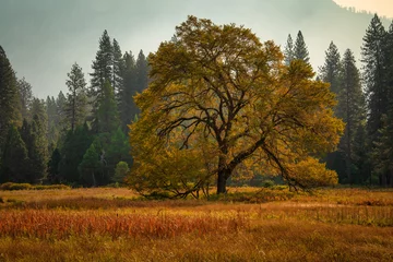 Fotobehang Large Black Oak Tree on meadow at Yosemite National Park © mdurson